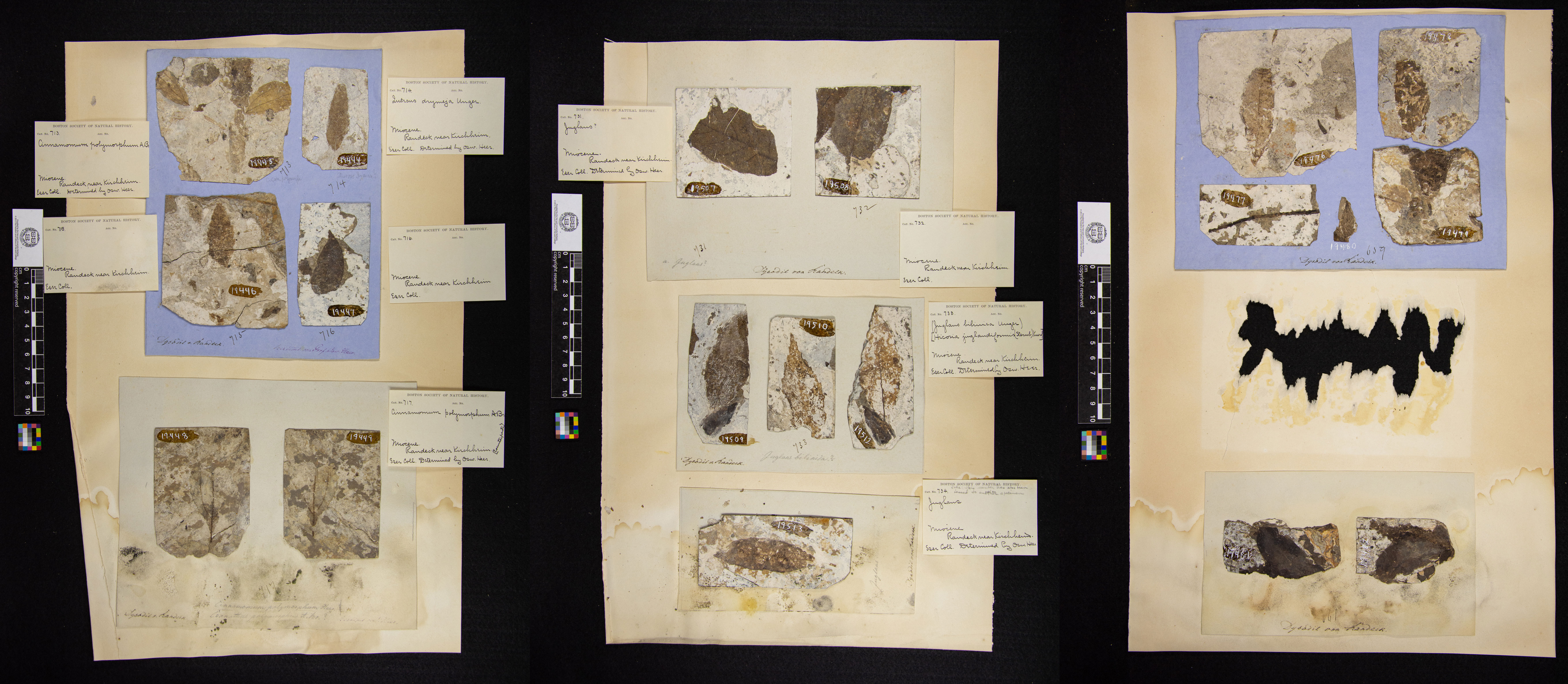 A selection of sheets holding dysodil specimens showing that some specimens were missing, detached, moldy or warped.