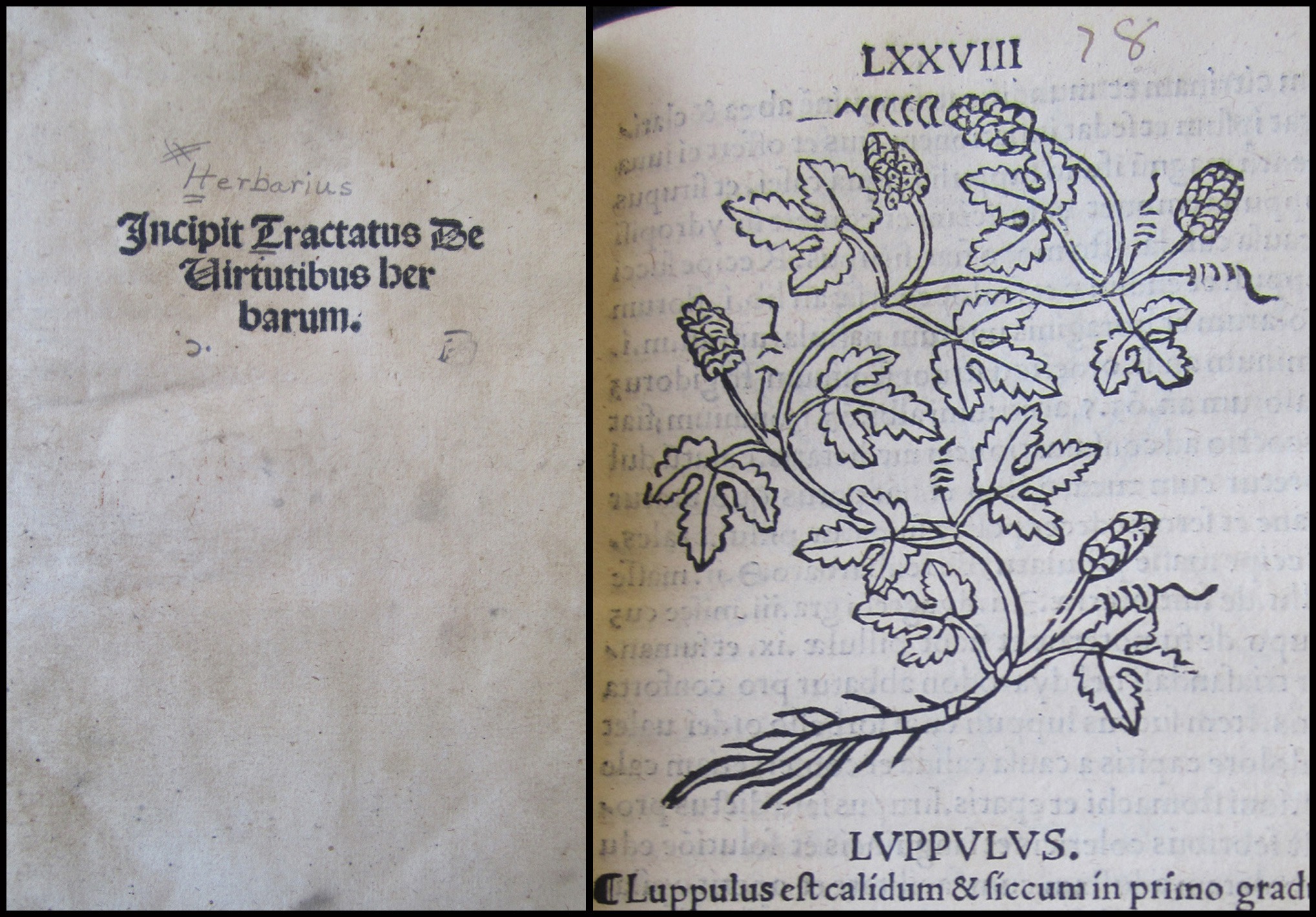 [Herbarius] Incipit Tractatus de virtutibus herbarum
