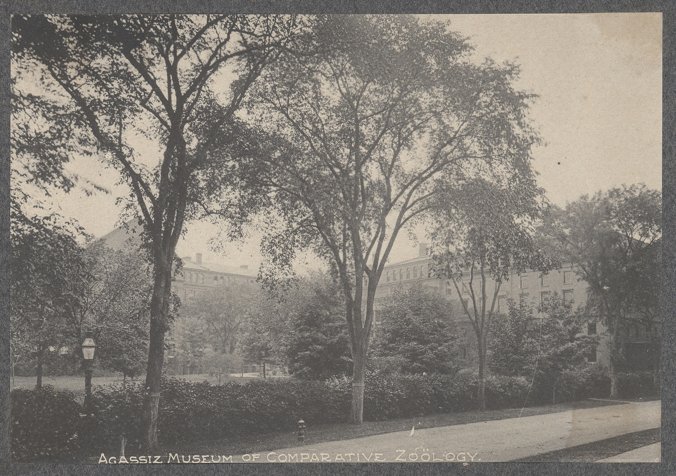 Agassiz Museum, Harvard University circa 1906 (Page 19)