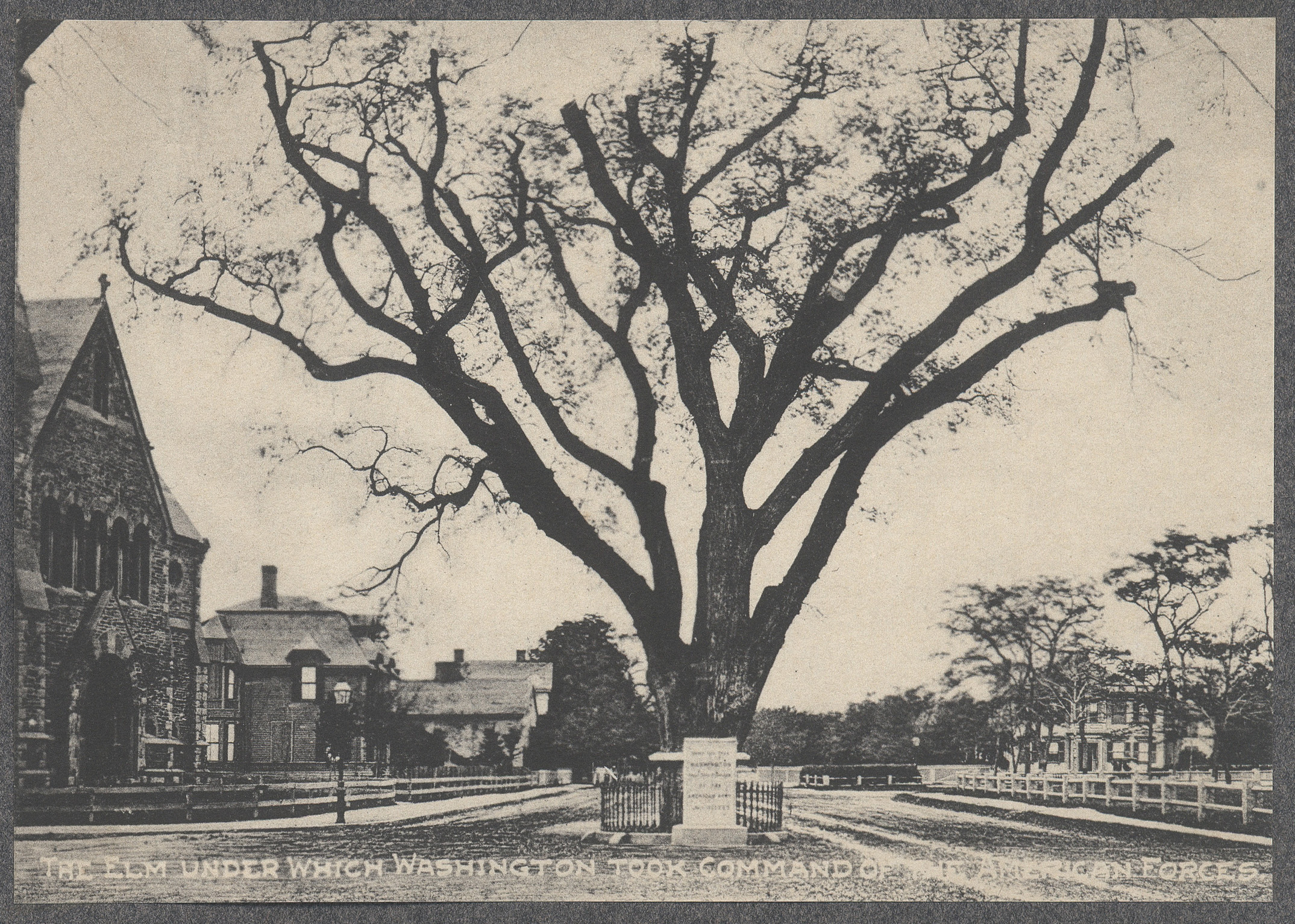 Washington Elm, Cambridge Massachusetts circa 1906 (Page 28)