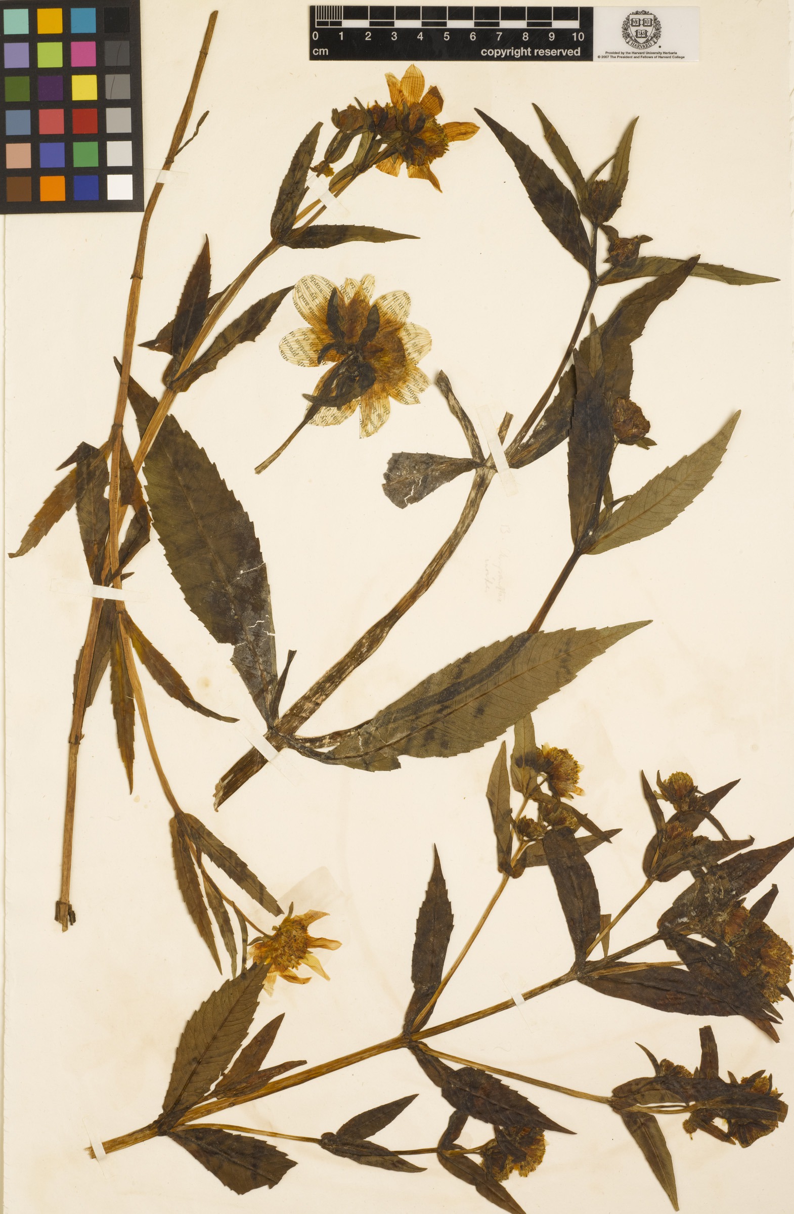 web_specimen_thoreau.jpg