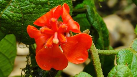 Phragmotheca centinelensis