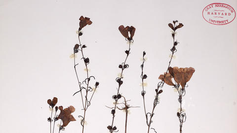 Agalinis purpurea from the Gray Herbarium
