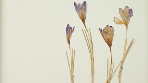 crocus from NEBC herbarium
