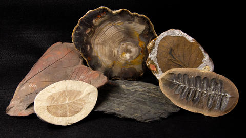 miscellaneous specimens representing the paleobotanical collection