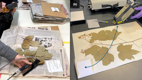 spectral scanning of herbarium specimens