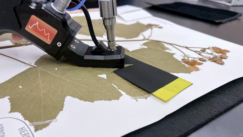 taking spectral measurement of leaf on herbarium sheet