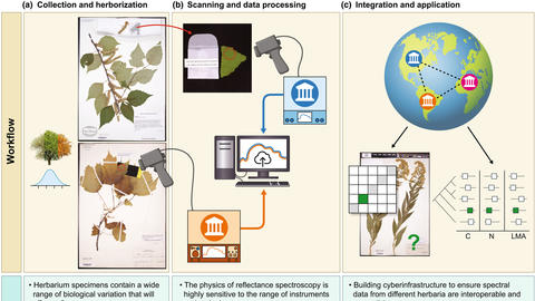 Herbarium spectral digitization workflow