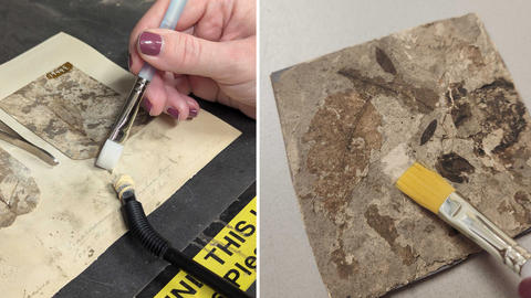 Removing mold (left) and dust (right) from the surface of the specimens and the cardboard.