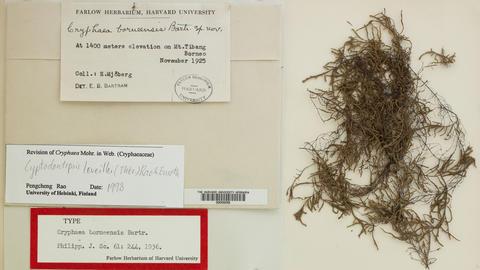 specimen sheet with Cryphaea_borneensis, labels, ruler, annotations