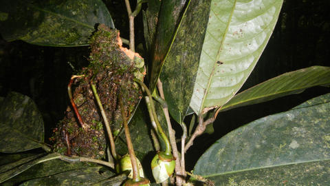 Goniothalamus metadoxus Ezedin
