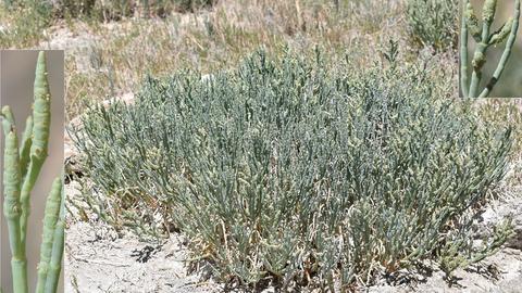 Salicornia utahensis Tidestr. at its type locality, Grantsville, Tooele County, Utah, U.S.A., 11 July 2025. Photo by E. Ramírez.