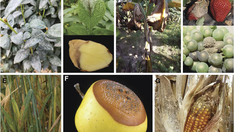 Fig 2 Bradshaw et al. 2026 mosaic of examples of plant diseases discussed in the study