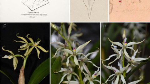 Fig. 1 of publication showing drawings, herbarium specimens, and photos of Prosthechea orchids