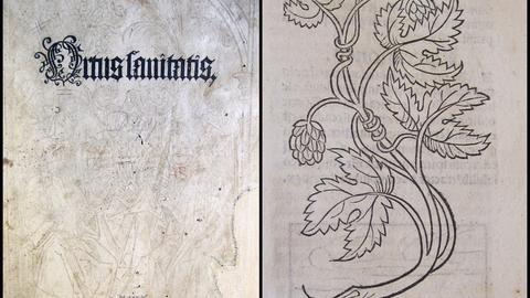 Ortus sanitatis