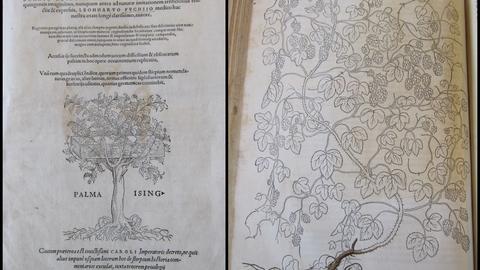 De Historia Stirpium Commentarii Insignes