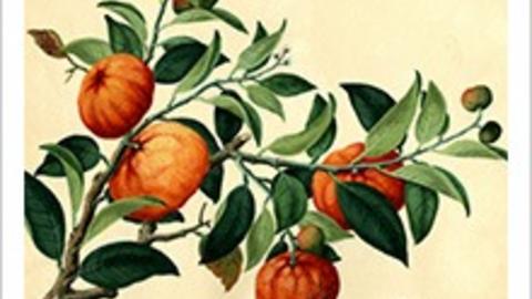 citrus-nobilis.jpg