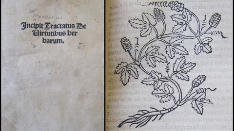 [Herbarius] Incipit Tractatus de virtutibus herbarum