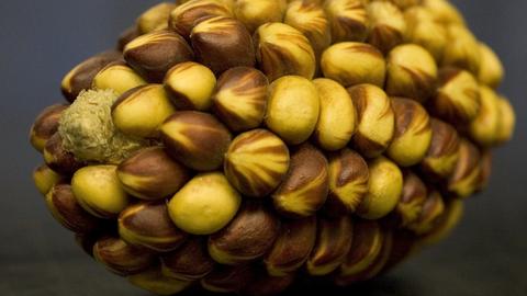 econ_corn_crop_2_0.jpg