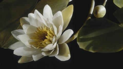 glass_flowers_crop.jpg