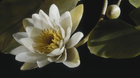 glass_flowers_crop.jpg