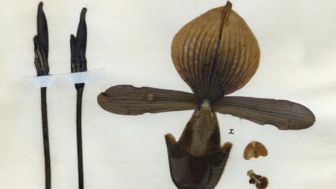 orchid_5712597_crop.jpg