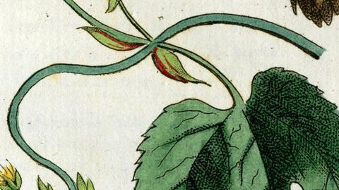 hops_square_1.jpg