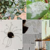 Powdery mildew infecting blueberries