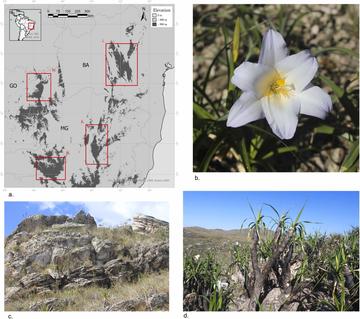 Campos rupestres and Vellozia.