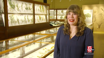 Glass Flowers Collection Manager Jennifer Brown