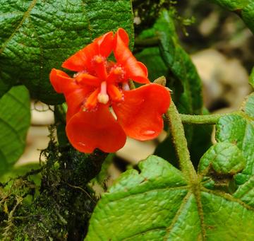Phragmotheca centinelensis