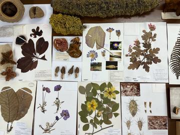 table of various herbarium specimens displayed