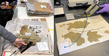 spectral scanning of herbarium specimens