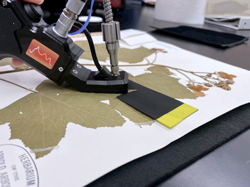 taking spectral measurement of leaf on herbarium sheet