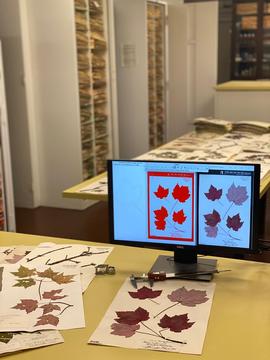 herbarium specimens on a table and displayed on a monitor