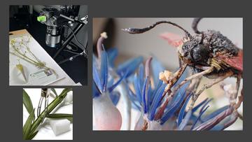 detail images of glass flowers conservation work