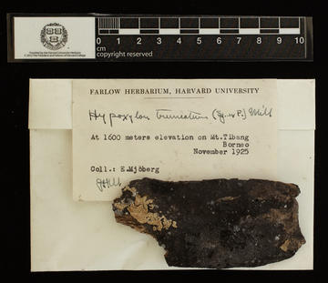 Hypoxylon_truncatum specimen and label
