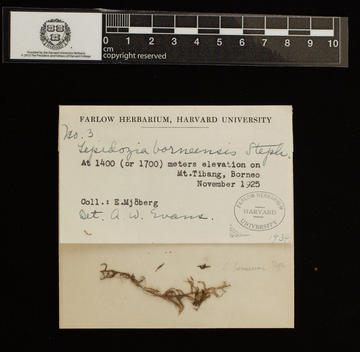 Lepidozia_borneensis specimen and label