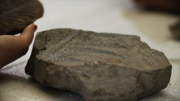 fossil PBS EONS