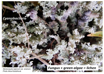 image of stereocaulon alpinum lichen and cyanobacteria, credit Alica Košuthová