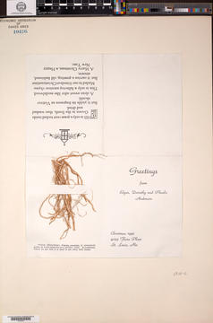 Vetiveria zizanioides (Linnaeus) Nash 01815470