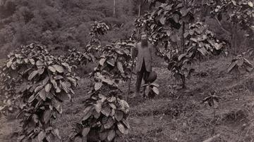 Dr. Anderson in a field of Cinchona succiruba, Himalayas, 1867