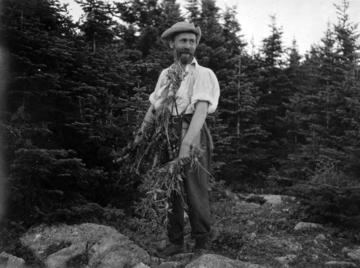 M.L. Fernald collecting in the Gaspe, 1904