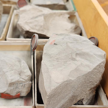 BEFORE  - paleobotanical specimen covered in dirt and dust