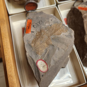 AFTER - a paleobotanical specimen that has been cleaned and rehoused