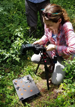 Dr. Andrea Berardi in the field photographing flowers
