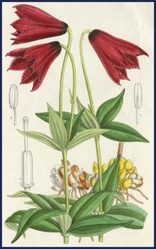 bio_liliumgrayi.jpg