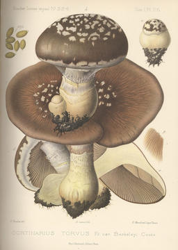 boudier_plate.jpg