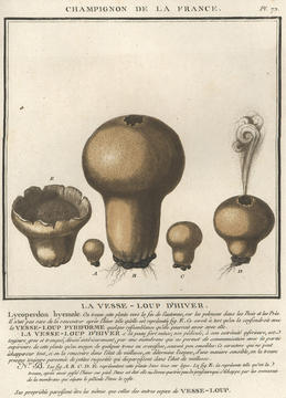 bulliard_plate.jpg