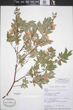 camellia barcode 01689889